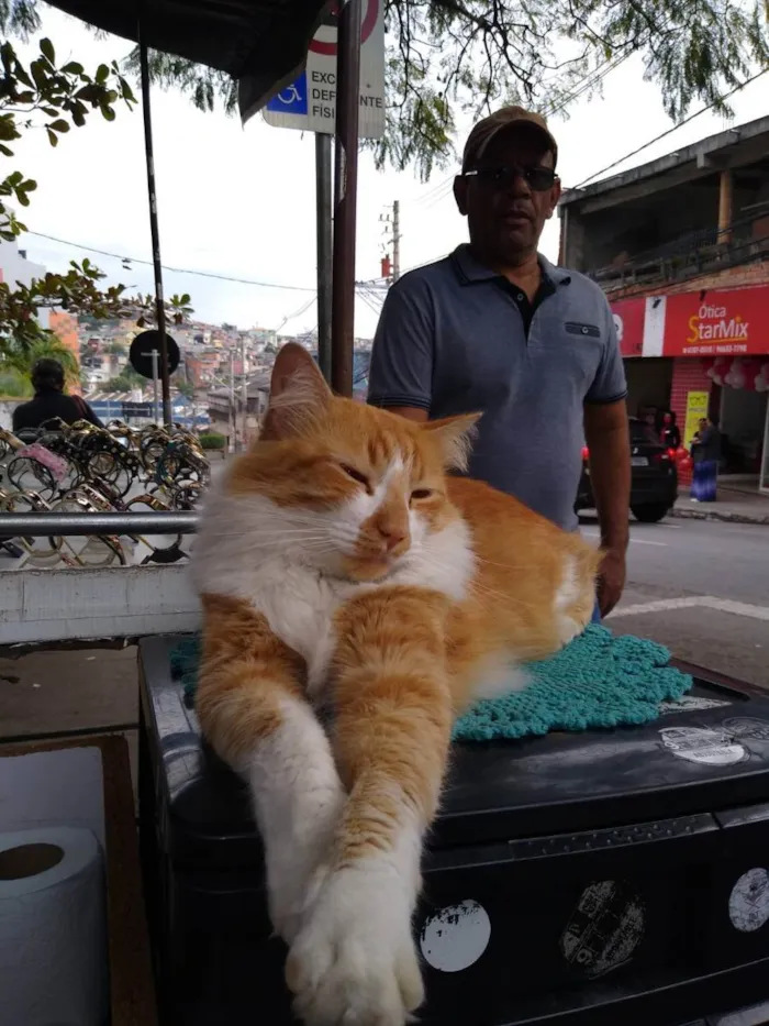 Gato ra a Angorá  idade 3 anos nome Sete