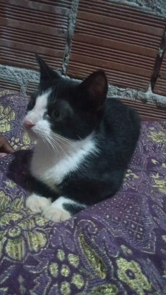 Gato ra a Mestiça  idade 2 a 6 meses nome Não tem nome