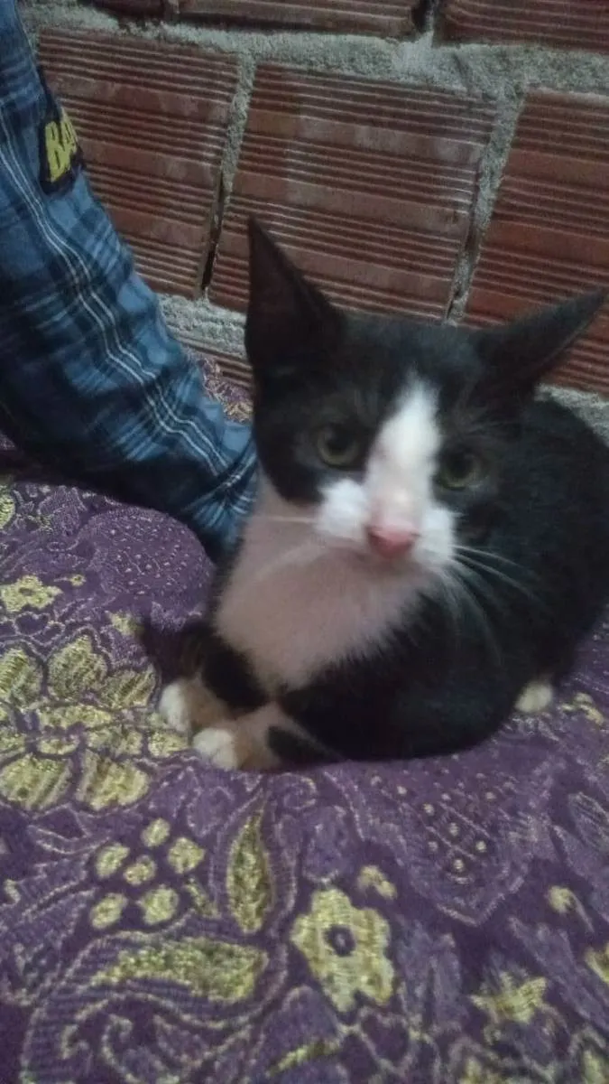 Gato ra a Mestiça  idade 2 a 6 meses nome Não tem nome