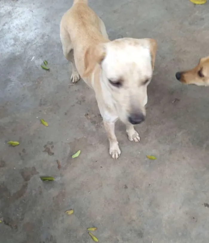Cachorro ra a Mix labrador  idade 7 a 11 meses nome Labrata
