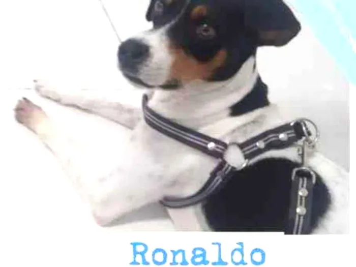 Cachorro ra a SRD idade 2 anos nome RONALDO