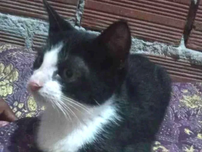 Gato ra a Mestiça  idade 2 a 6 meses nome Não tem nome