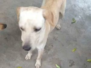 Cachorro raça Mix labrador  idade 7 a 11 meses nome Labrata