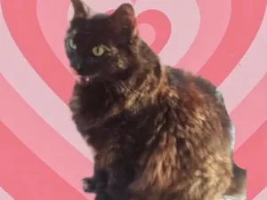 Gato raça Srd idade 1 ano nome Ágatha urgente 