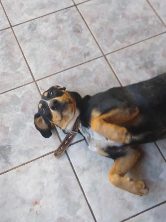 Cachorro ra a Rottweiler com vira-lata idade 7 a 11 meses nome Plutão 