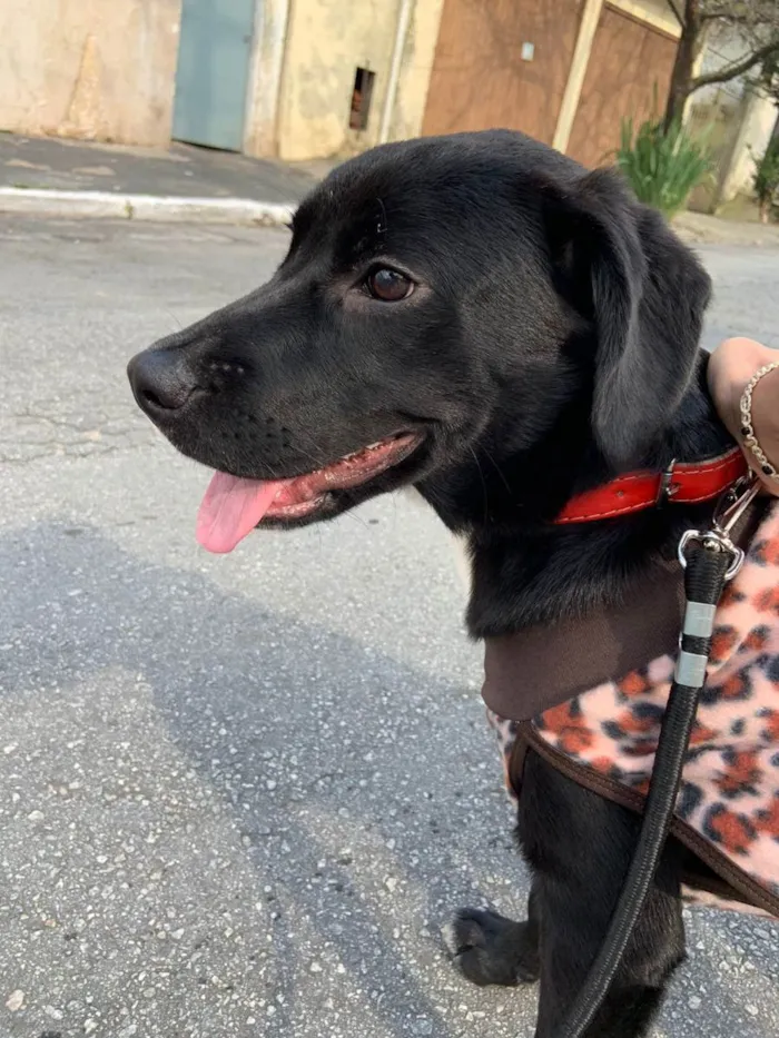 Cachorro ra a SRD idade 7 a 11 meses nome Thor