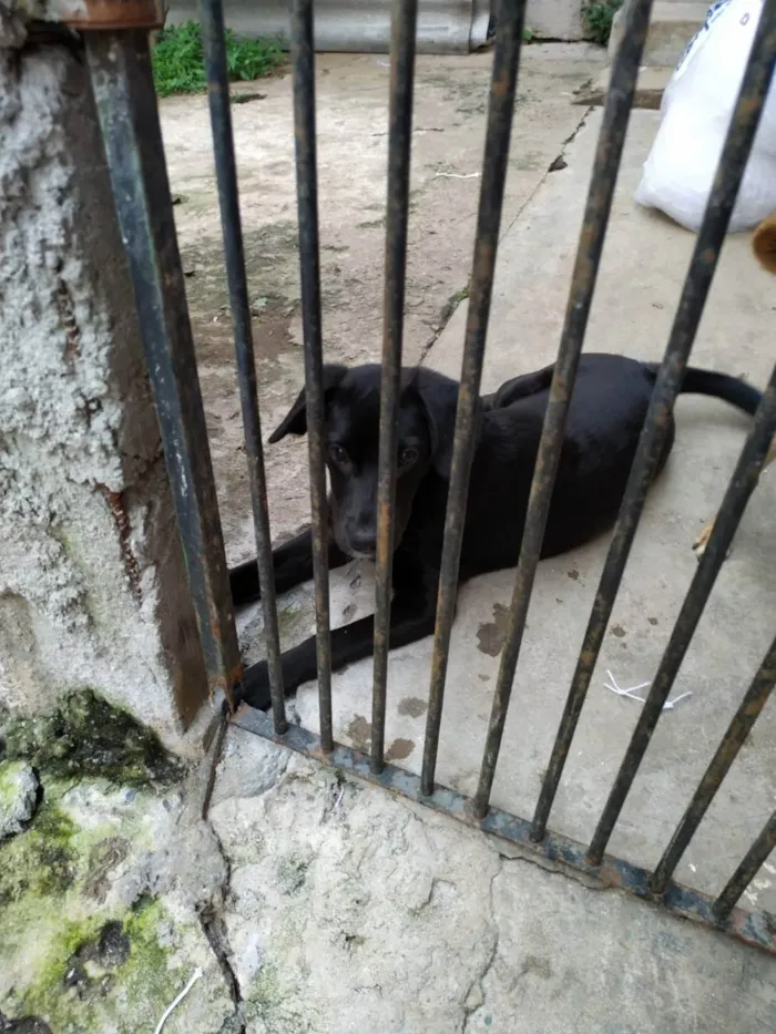 Cachorro ra a SRD idade 7 a 11 meses nome Thor
