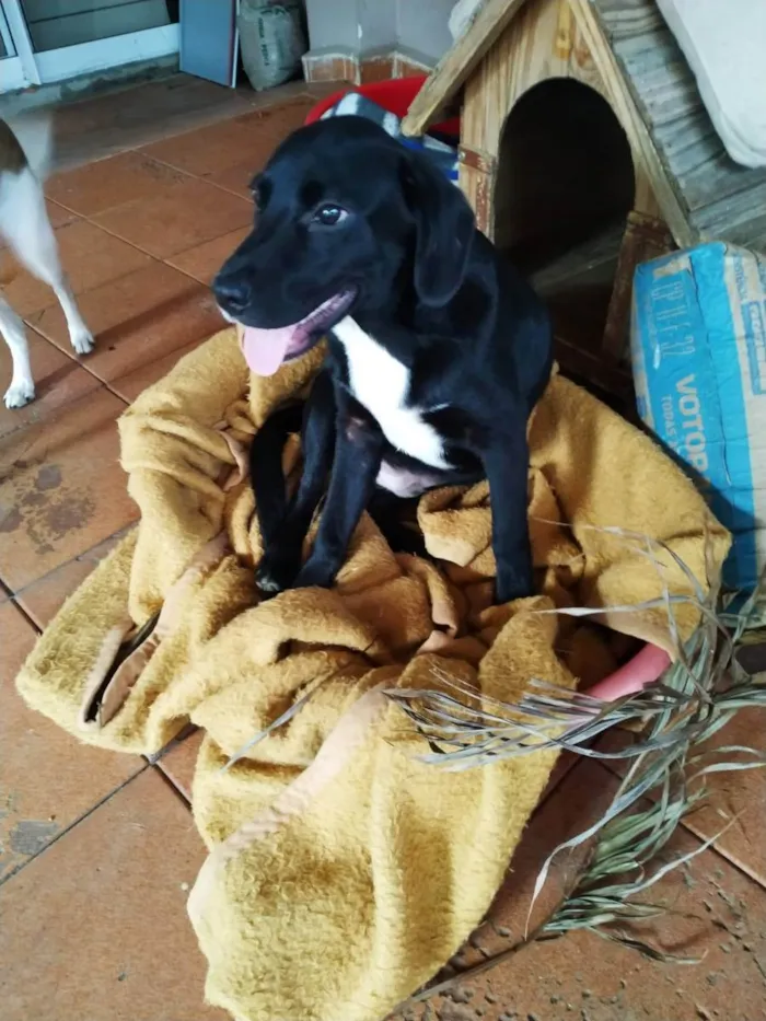 Cachorro ra a SRD idade 7 a 11 meses nome Thor