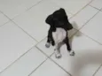  Nego Bom 