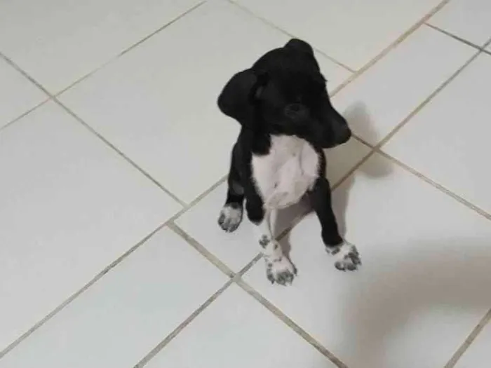 Cachorro raça Vira-lata raceado com Dálmata idade 2 a 6 meses nome  Nego Bom 