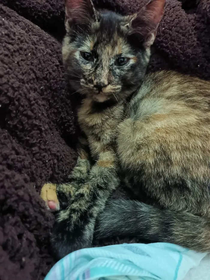 Gato ra a Indefinida idade 2 a 6 meses nome Não tem