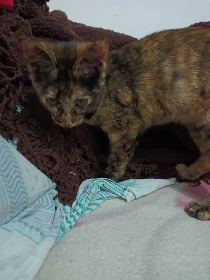 Gato ra a Indefinida idade 2 a 6 meses nome Não tem