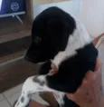 Garçom 