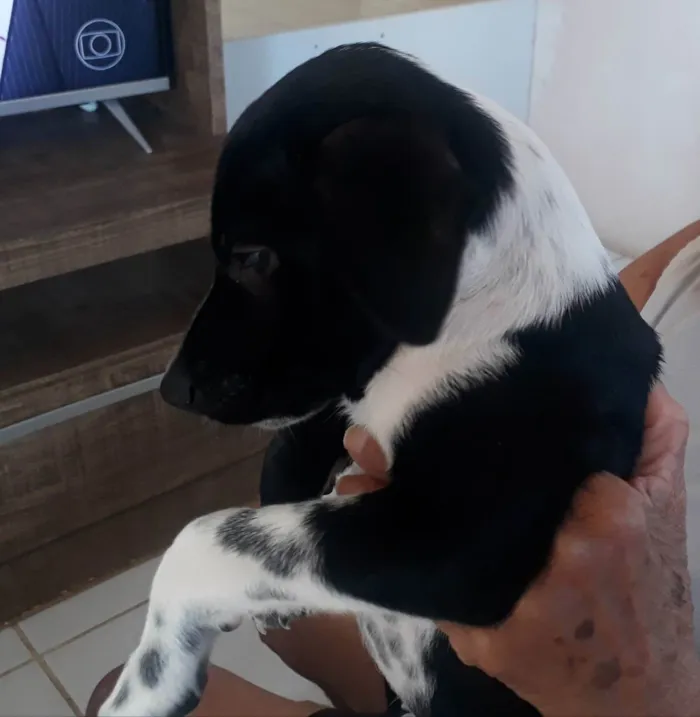 Cachorro raça Vira-lata raceado com Dálmata idade 2 a 6 meses nome Garçom 