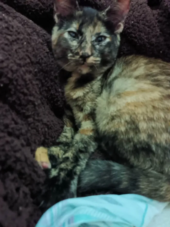 Gato ra a Indefinida idade 2 a 6 meses nome Não tem