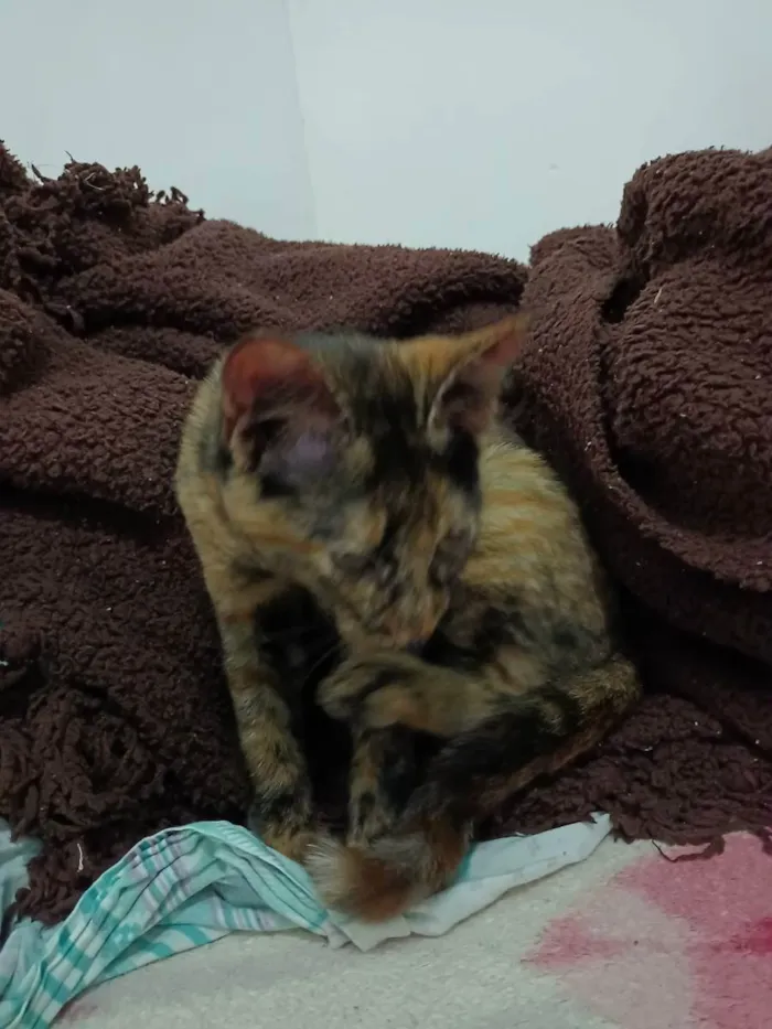 Gato ra a Indefinida idade 2 a 6 meses nome Não tem