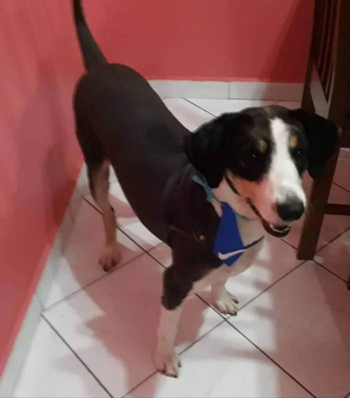 Cachorro ra a Border Collie - mestiço idade 6 ou mais anos nome Duke