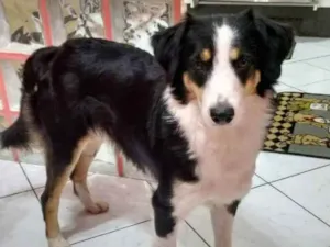 Cachorro raça Border Collie - mestiço idade 6 ou mais anos nome Duke