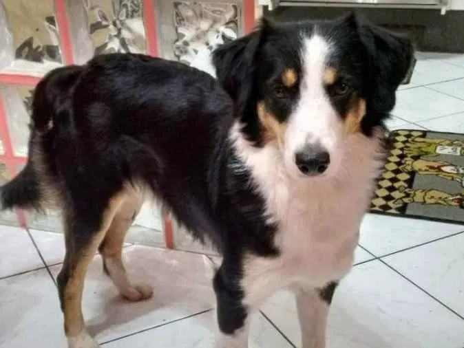 Cachorro ra a Border Collie - mestiço idade 6 ou mais anos nome Duke