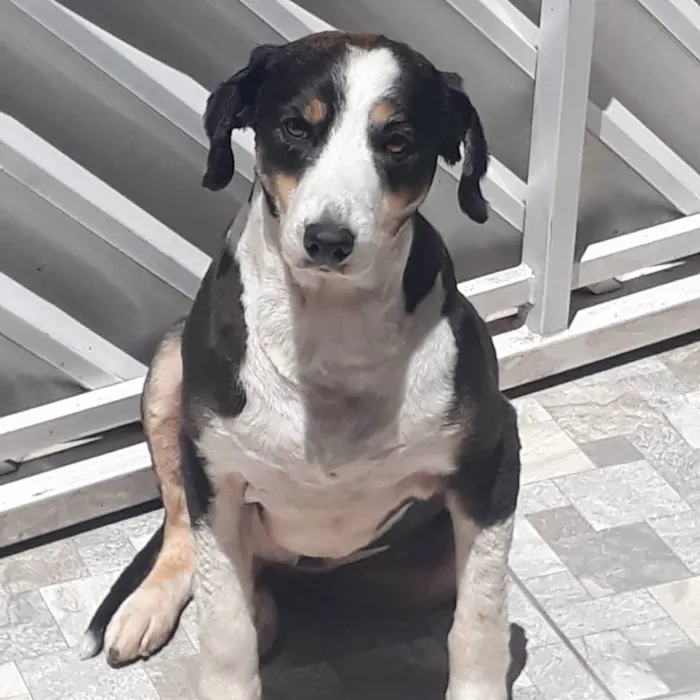 Cachorro ra a Border Collie - mestiço idade 6 ou mais anos nome Duke