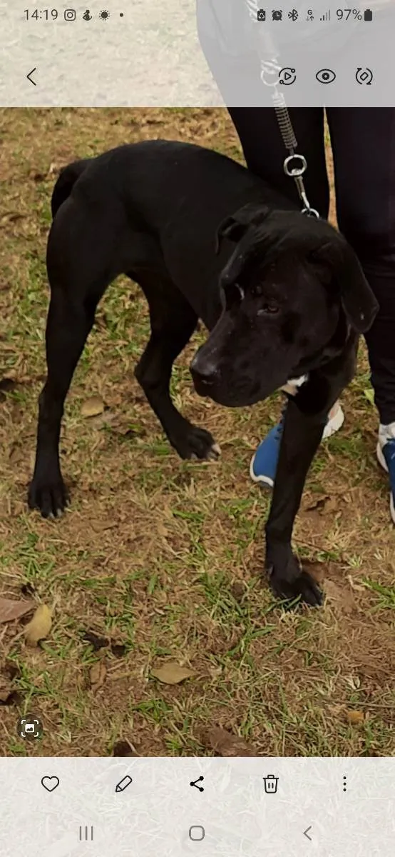 Cachorro ra a SRD idade 2 anos nome Amora