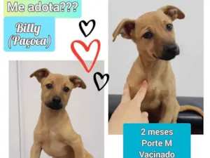 Cachorro raça SRD idade 2 a 6 meses nome Billy