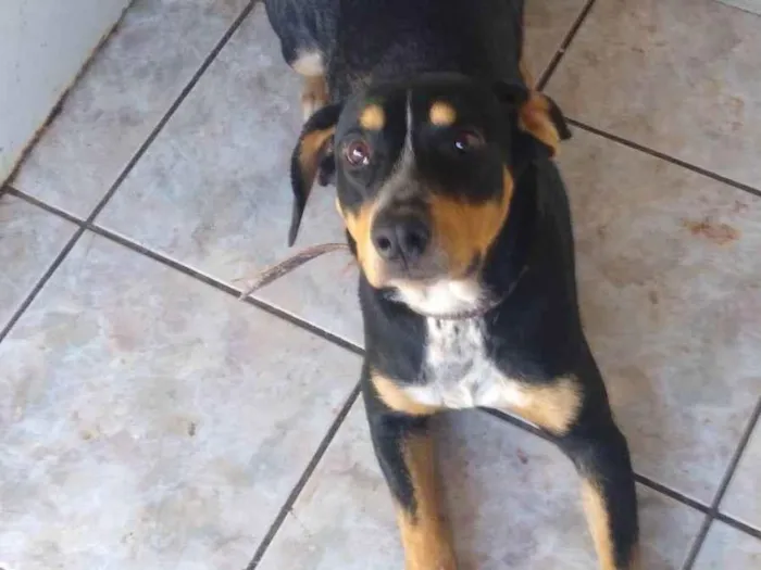 Cachorro ra a Rottweiler com vira-lata idade 7 a 11 meses nome Plutão 