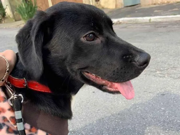 Cachorro ra a SRD idade 7 a 11 meses nome Thor