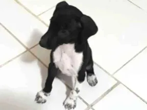 Cachorro raça Vira-lata raceado com Dálmata idade 2 a 6 meses nome  Nego Bom 