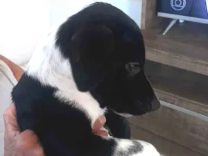 Cachorro raça Vira-lata raceado com Dálmata idade 2 a 6 meses nome Garçom 