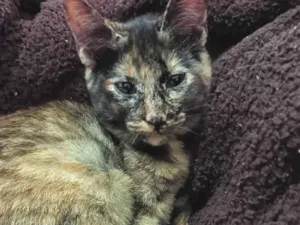 Gato raça Indefinida idade 2 a 6 meses nome Não tem