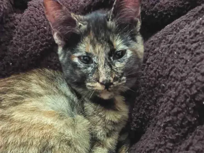 Gato ra a Indefinida idade 2 a 6 meses nome Não tem