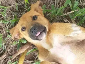 Cachorro raça Sem raça definida/vira lata idade 7 a 11 meses nome Caramelo