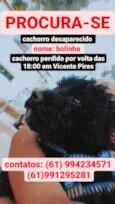 bolinha