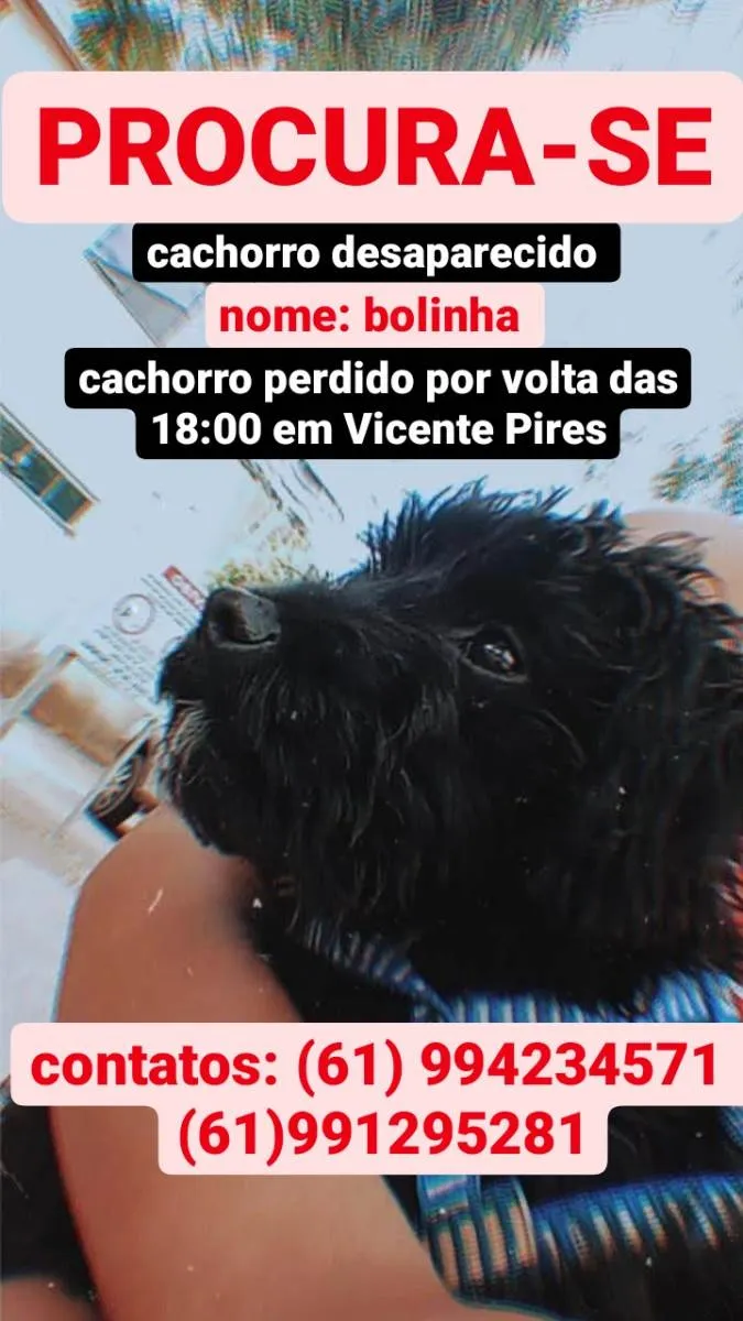 Cachorro ra a  idade 2 anos nome bolinha