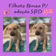 Preta