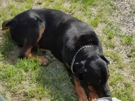 Cachorro ra a Rottweiler idade 6 ou mais anos nome Jimmy