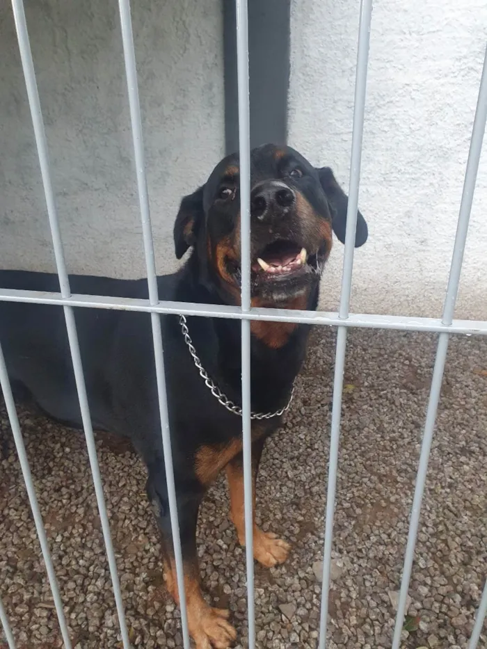 Cachorro ra a Rottweiler idade 6 ou mais anos nome Jimmy