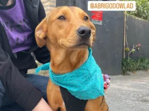 Cachorro raça SRD  idade 1 ano nome Amora 