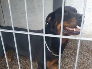 Cachorro raça Rottweiler idade 6 ou mais anos nome Jimmy