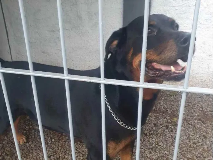 Cachorro ra a Rottweiler idade 6 ou mais anos nome Jimmy