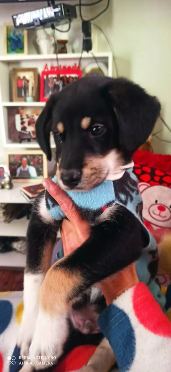 Cachorro ra a SRD idade Abaixo de 2 meses nome Filhote