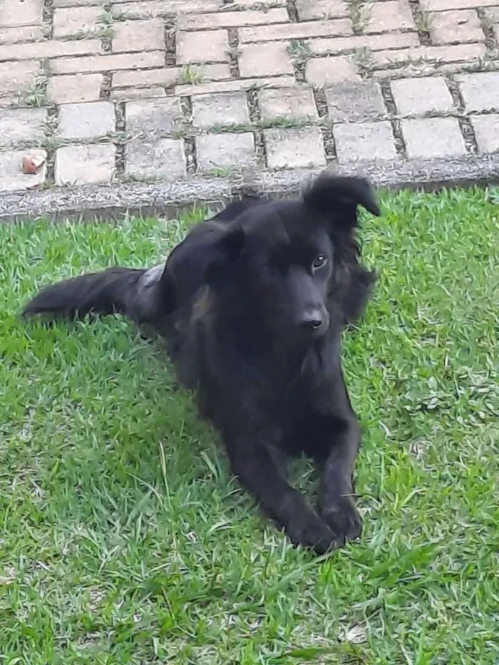 Cachorro ra a SRD idade 2 anos nome Angel