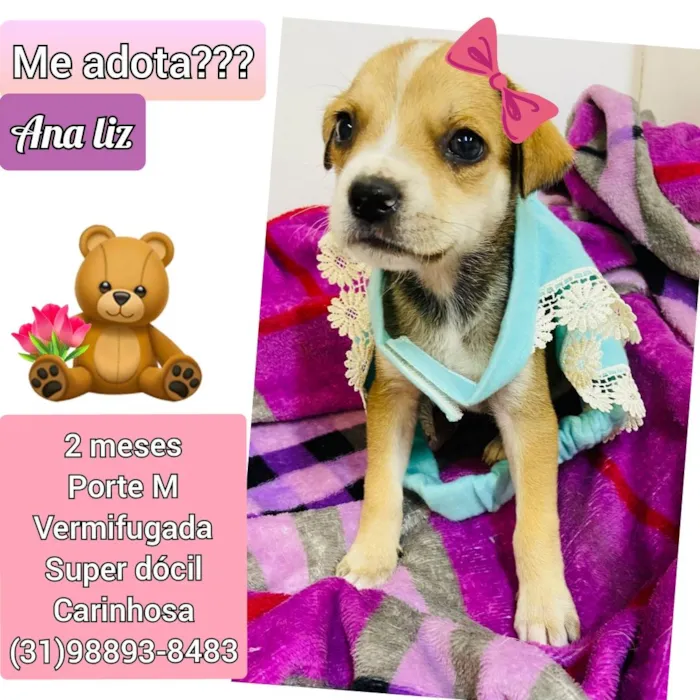 Cachorro raça SRD idade 2 a 6 meses nome Ana liz