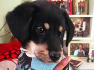 Cachorro raça SRD idade Abaixo de 2 meses nome Filhote