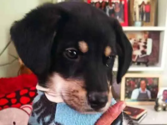 Cachorro ra a SRD idade Abaixo de 2 meses nome Filhote