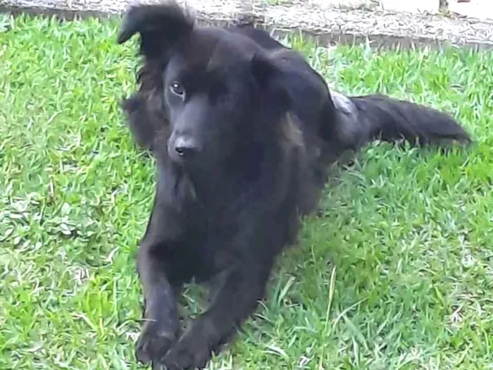 Cachorro ra a SRD idade 2 anos nome Angel
