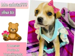 Cachorro raça SRD idade 2 a 6 meses nome Ana liz