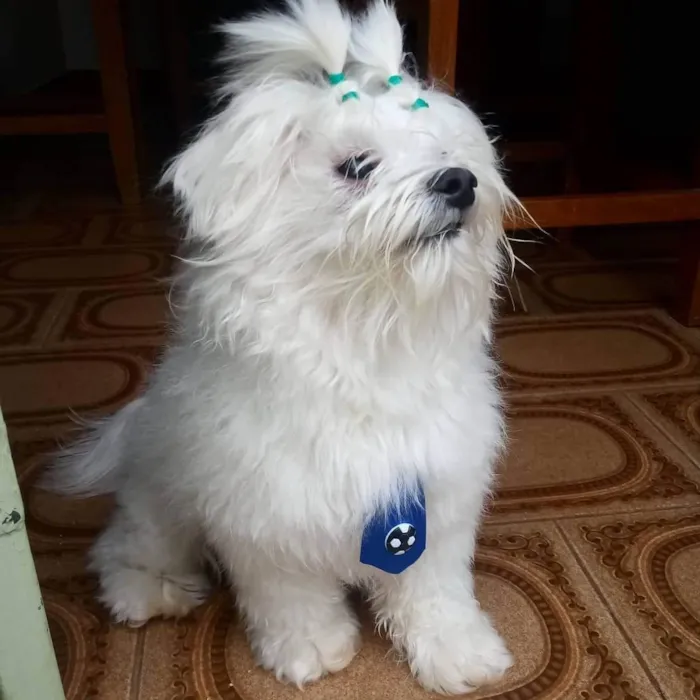 Cachorro ra a Maltes idade 5 anos nome Snow