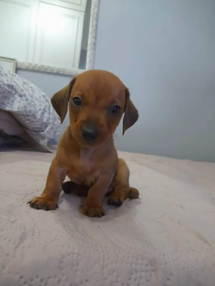 Cachorro ra a Basset idade Abaixo de 2 meses nome Filhotes 45 dias